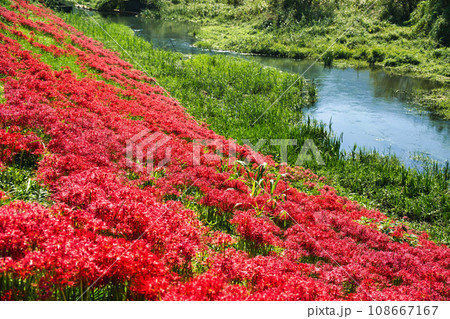 岐阜　津屋川の彼岸花 108667167