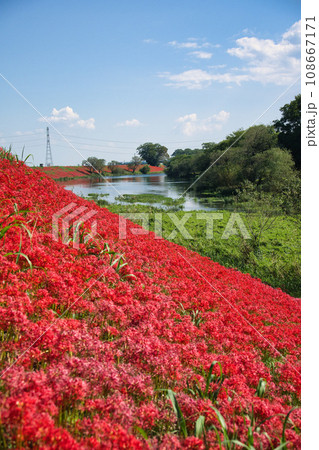 岐阜 津屋川の彼岸花 岐阜 津屋川の彼岸花 108667171