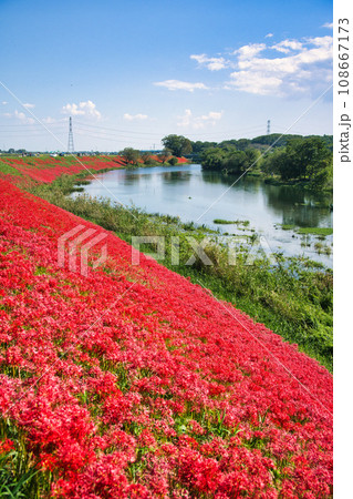 岐阜 津屋川の彼岸花 岐阜 津屋川の彼岸花 108667173