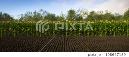 Rows of corn with yellow cobs against a...のイラスト素材 [108667189] - PIXTA