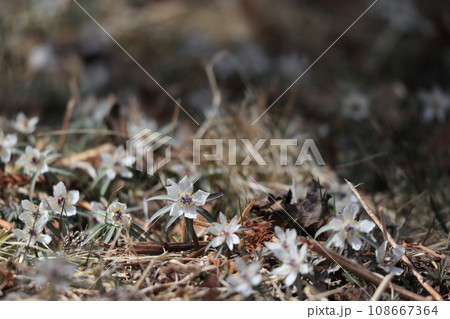 たくさん咲いた小さな山の花セツブンソウ 108667364