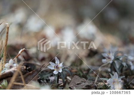 早春に咲く小さなセツブンソウの花 108667365