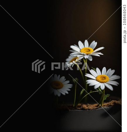 Beautiful copy space background with Daisy flower for content creation 108668043