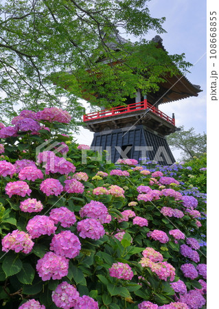 埼玉県熊谷市永井太田 妻沼のあじさい寺といわれる能満山能護寺の境内の紫陽花と鐘楼 埼玉県熊谷市永井太田 妻沼のあじさい寺といわれる能満山能護寺の境内の紫陽花と鐘楼 108668855
