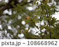 葉っぱと玉ぼけ 108668962