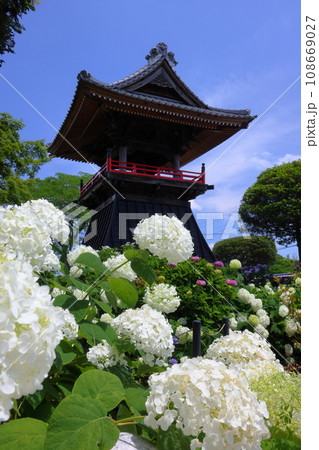 埼玉県熊谷市永井太田 妻沼のあじさい寺といわれる能満山能護寺の境内の白い紫陽花アナベルと鐘楼 埼玉県熊谷市永井太田 妻沼のあじさい寺といわれる能満山能護寺の境内の白い紫陽花アナベルと鐘楼 108669027