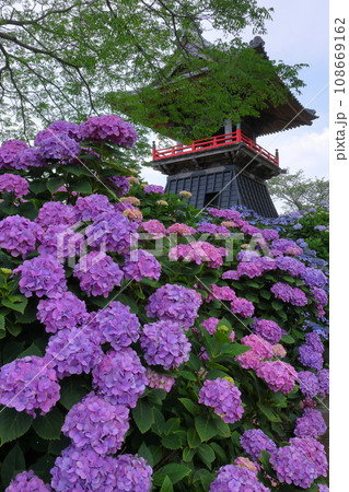 埼玉県熊谷市永井太田 妻沼のあじさい寺といわれる能満山能護寺の境内の紫陽花と鐘楼 埼玉県熊谷市永井太田 妻沼のあじさい寺といわれる能満山能護寺の境内の紫陽花と鐘楼 108669162