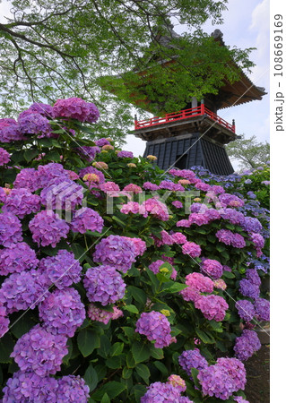 埼玉県熊谷市永井太田 妻沼のあじさい寺といわれる能満山能護寺の境内の紫陽花と鐘楼 埼玉県熊谷市永井太田 妻沼のあじさい寺といわれる能満山能護寺の境内の紫陽花と鐘楼 108669169