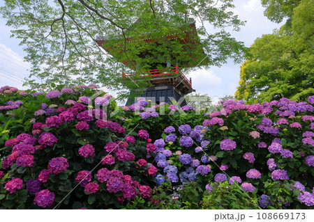 埼玉県熊谷市永井太田　妻沼のあじさい寺といわれる能満山能護寺の境内の紫陽花と鐘楼 108669173