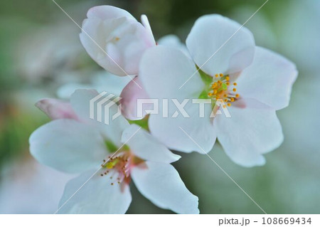 春の花やっぱり一番の花桜 108669434
