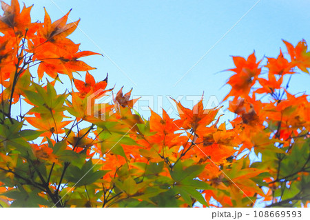 爽やかな青空と鮮やかなプラタナスの紅葉 108669593