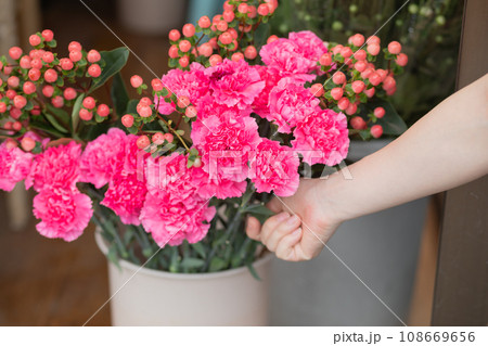 お花屋さんのカーネーション　写真素材 108669656