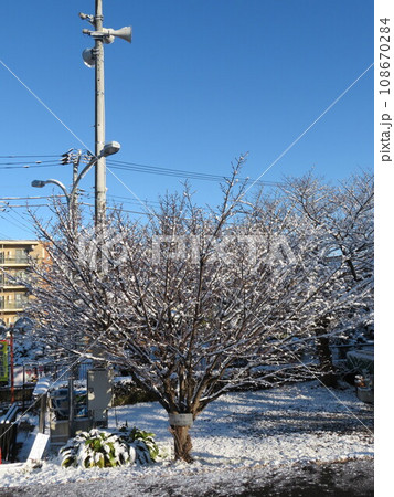 雪景色 桜の木 108670284