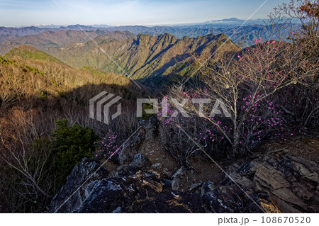 アカヤシオツツジ咲く両神山山頂から見る浅間山・八ヶ岳 108670520