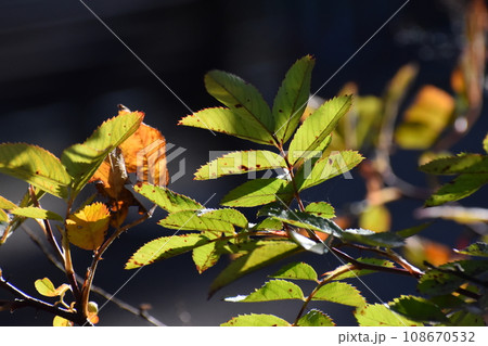 比叡山 比叡山 108670532