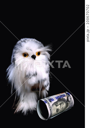 toy cute eagle owl with yellow eyes on a black background 108670702