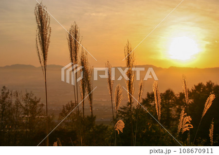 夕日を浴びたススキ 108670911