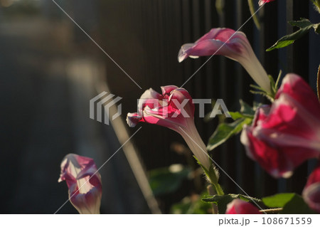 しぼんだアサガオ 108671559