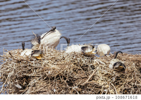 Australian White Ibis at Coolart Wetlands and Homestead in Somers, Australia 108671618