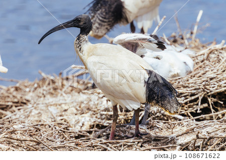 Australian White Ibis at Coolart Wetlands and Homestead in Somers, Australia 108671622