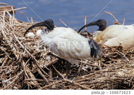 Australian White Ibis at Coolart Wetlands and Homestead in Somers, Australia 108671623