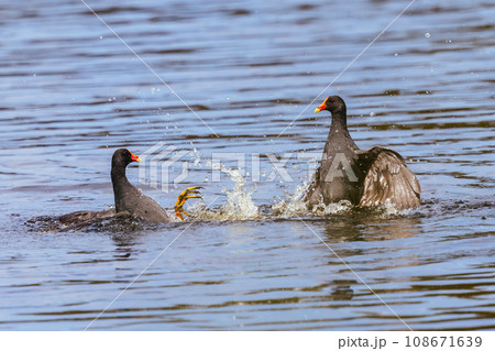 Dusky Moorhen at Coolart Wetlands and Homestead in Somers, Australia 108671639