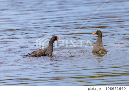 Dusky Moorhen at Coolart Wetlands and Homestead in Somers, Australia 108671640