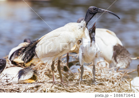 Australian White Ibis at Coolart Wetlands and Homestead in Somers, Australia 108671641