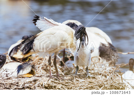 Australian White Ibis at Coolart Wetlands and Homestead in Somers, Australia 108671643