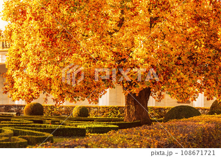 autumn tree with golden coloured leaves in the park, Flower garden, Kromeriz, Czech republic autumn tree with golden coloured leaves in the park, Flower garden, Kromeriz, Czech republic 108671721