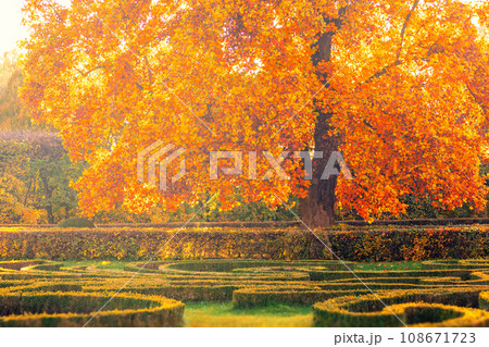 autumn tree with golden coloured leaves in the park, Flower garden, Kromeriz, Czech republic autumn tree with golden coloured leaves in the park, Flower garden, Kromeriz, Czech republic 108671723