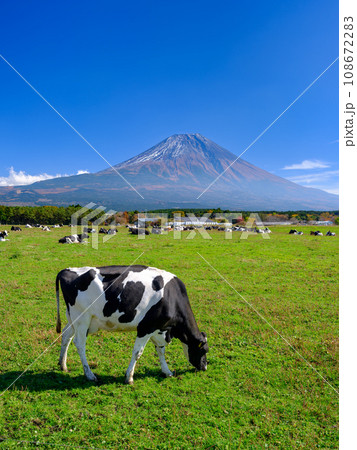 静岡_朝霧高原_乳牛と富士山の風景 108672283