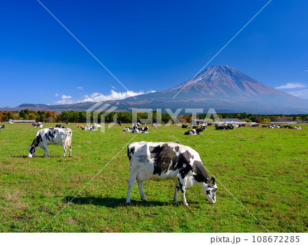 静岡_朝霧高原_乳牛と富士山の風景 108672285