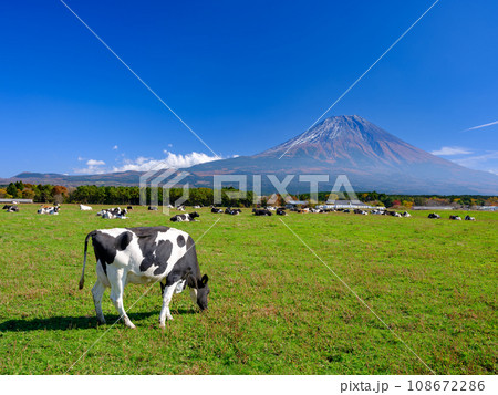 静岡_朝霧高原_乳牛と富士山の風景 108672286