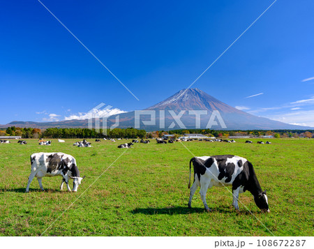 静岡_朝霧高原_乳牛と富士山の風景 108672287