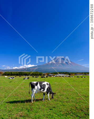 静岡_朝霧高原_乳牛と富士山の風景 108672288