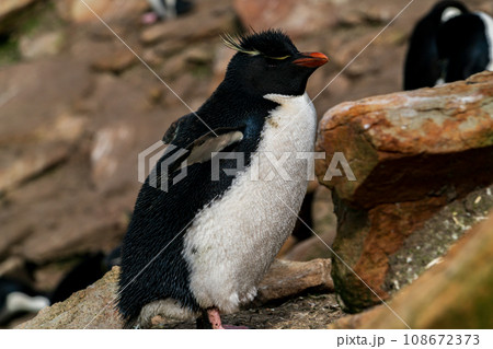 イワトビペンギン　フォークランド諸島 108672373
