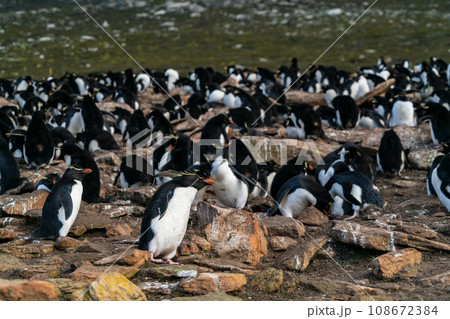 イワトビペンギン フォークランド諸島 イワトビペンギン フォークランド諸島 108672384
