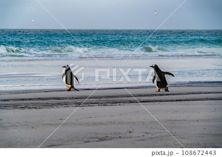 ジェンツーペンギン　フォークランド諸島　サンダース島 108672443