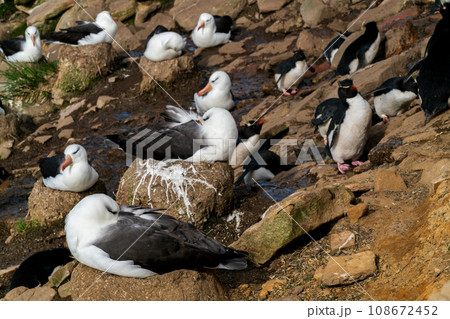マユグロアホウドリの営巣 フォークランド諸島 マユグロアホウドリの営巣 フォークランド諸島 108672452