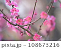 梅の花2021－2 108673216