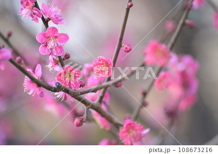 梅の花2021-2 梅の花2021-2 108673216