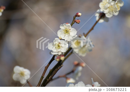 梅の花2021－7 108673221