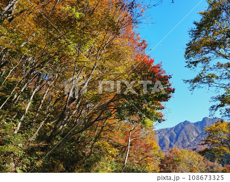 紅葉する奥大山大山環状道路 紅葉する奥大山大山環状道路 108673325