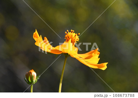 キバナコスモス（黄花秋桜） 108673788