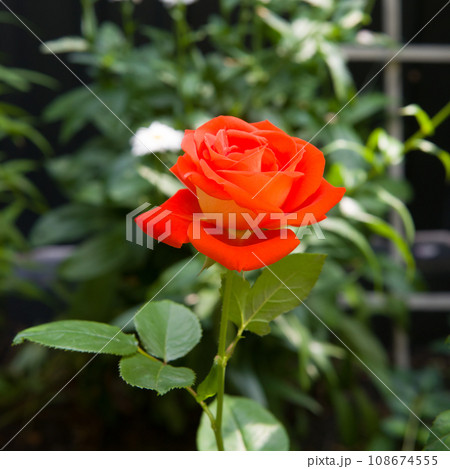 Red rose in the summer garden. 108674555