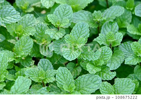 スペアミント 108675222