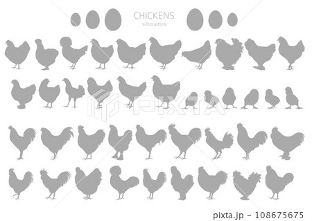 Chicken breeds silhouettes, simple linear style clipart. Poultry and farm animals Chicken breeds silhouettes, simple linear style clipart. Poultry and farm animals 108675675