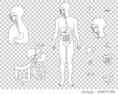 シンプルな消化器系解剖図モノクロ線画のイラストセット 108675700