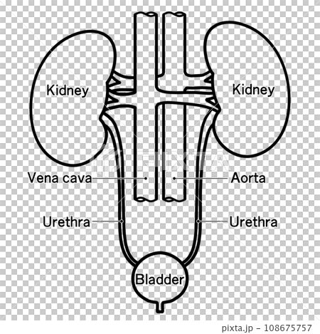 Simple illustration of kidney and bladder Simple illustration of kidney and bladder 108675757